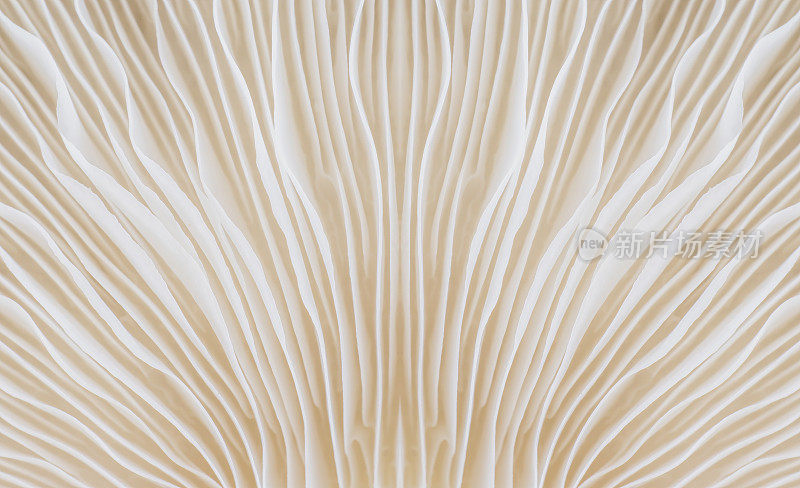sajora -caju蘑菇的背景微距图像